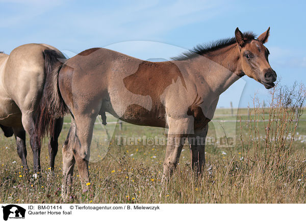 Quarter Horse Fohlen / Quarter Horse foal / BM-01414