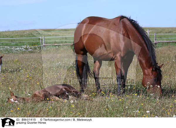 grasendes Quarter Horse / grazing Quarter Horse / BM-01415