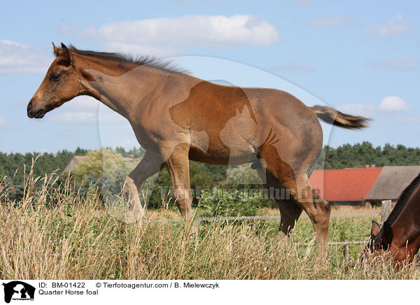 Quarter Horse foal / BM-01422