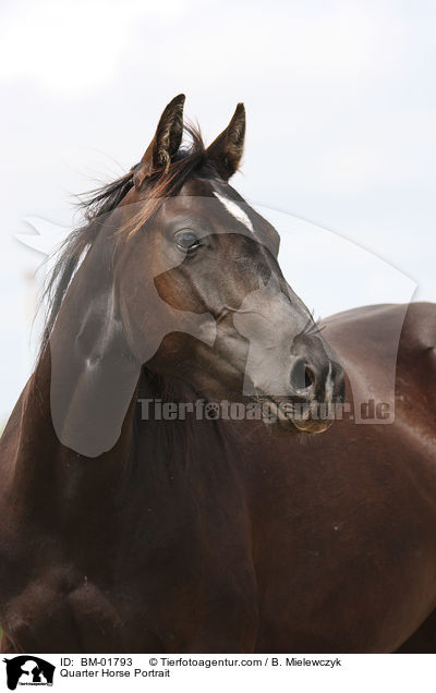 Quarter Horse Portrait / Quarter Horse Portrait / BM-01793