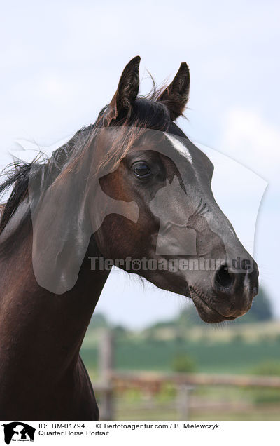 Quarter Horse Portrait / Quarter Horse Portrait / BM-01794