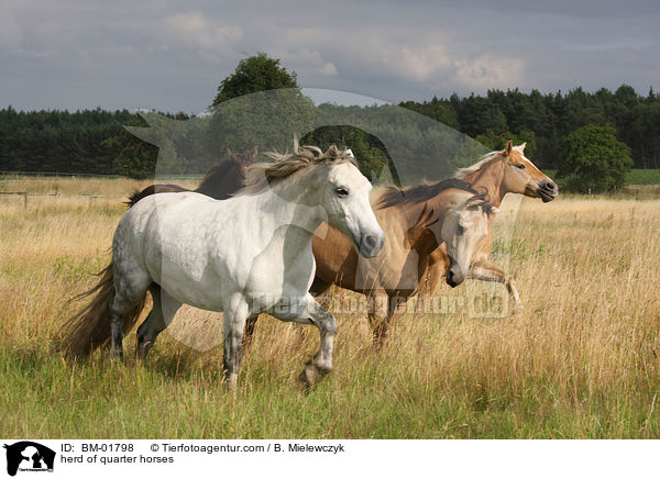 Quarter Horse Herde / herd of quarter horses / BM-01798