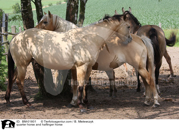 Quarter Horse und Haflinger / quarter horse and haflinger horse / BM-01801