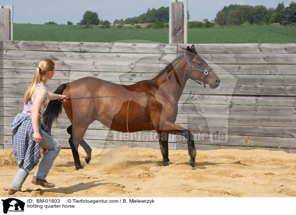 trabendes Quarter Horse / trotting quarter horse / BM-01803