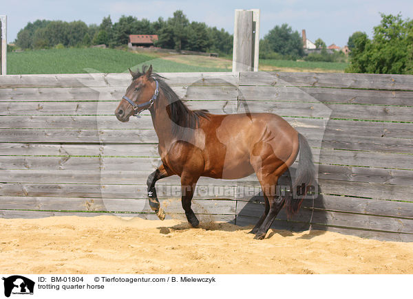trabendes Quarter Horse / trotting quarter horse / BM-01804