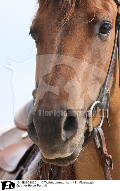 Quarter Horse Portrait / Quarter Horse Portrait / BM-01836