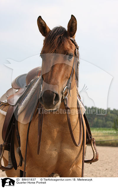 Quarter Horse Portrait / Quarter Horse Portrait / BM-01837
