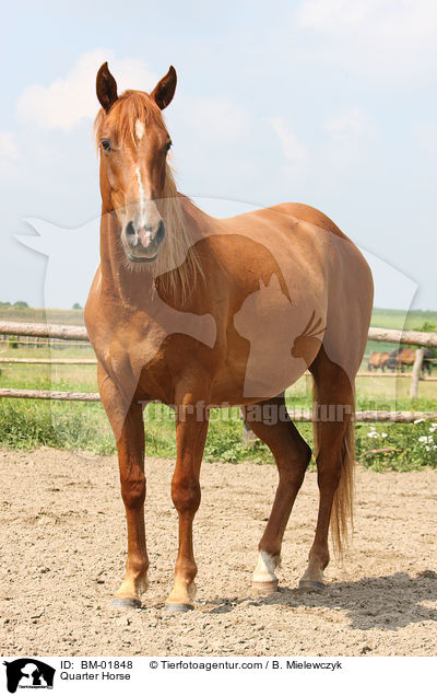 Quarter Horse / Quarter Horse / BM-01848