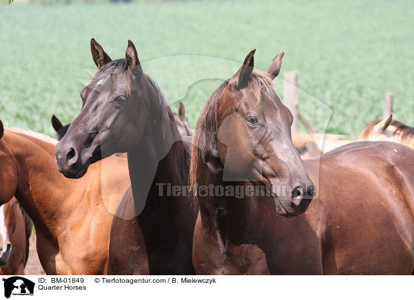 Quarter Horses / Quarter Horses / BM-01849