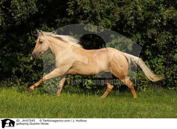 galoppierendes Quarter Horse / galloping Quarter Horse / JH-07545