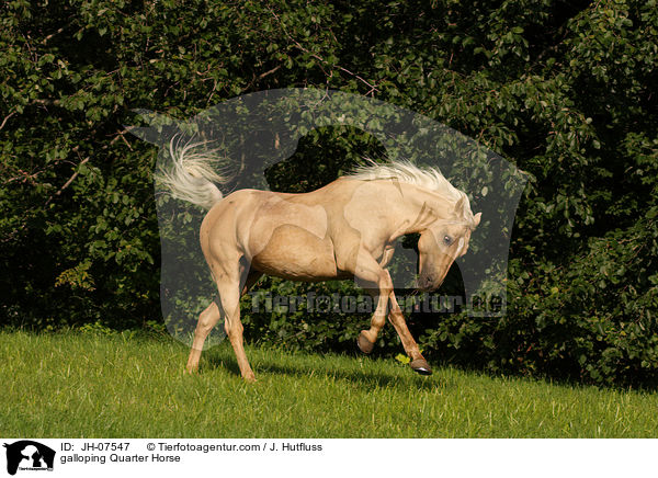 galoppierendes Quarter Horse / galloping Quarter Horse / JH-07547