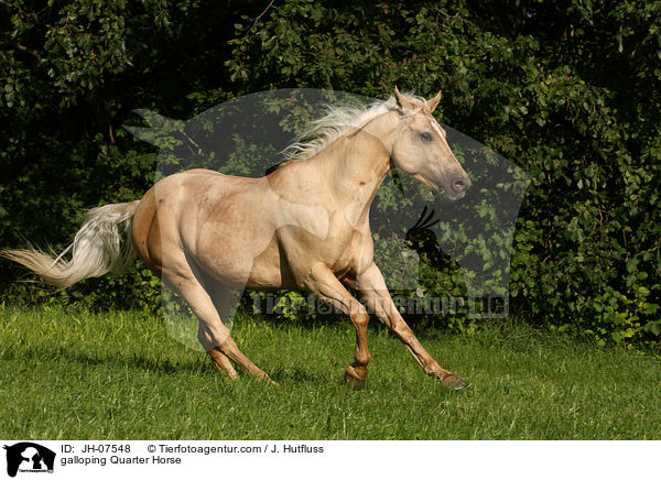 galoppierendes Quarter Horse / galloping Quarter Horse / JH-07548