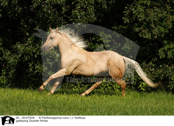 galoppierendes Quarter Horse / galloping Quarter Horse / JH-07549