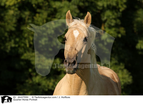 Quarter Horse Portrait / Quarter Horse Portrait / JH-07550