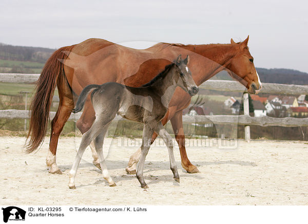Quarter Horses / Quarter Horses / KL-03295