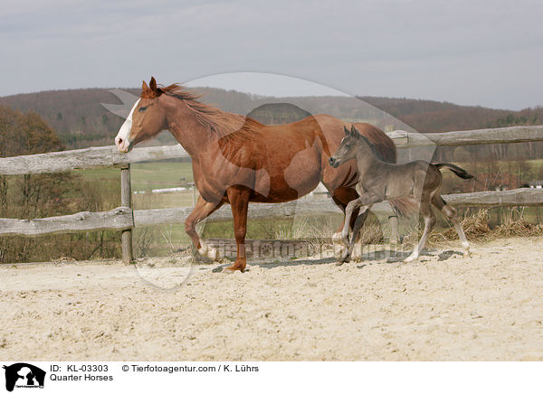 Quarter Horses / Quarter Horses / KL-03303