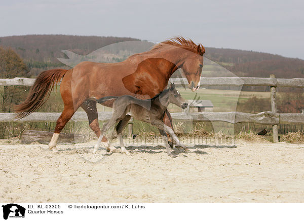 Quarter Horses / Quarter Horses / KL-03305