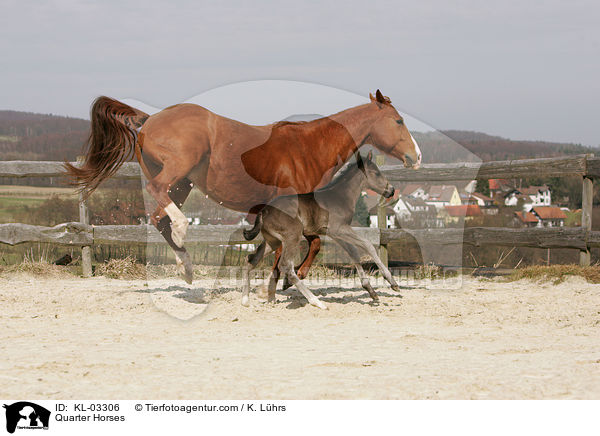 Quarter Horses / Quarter Horses / KL-03306