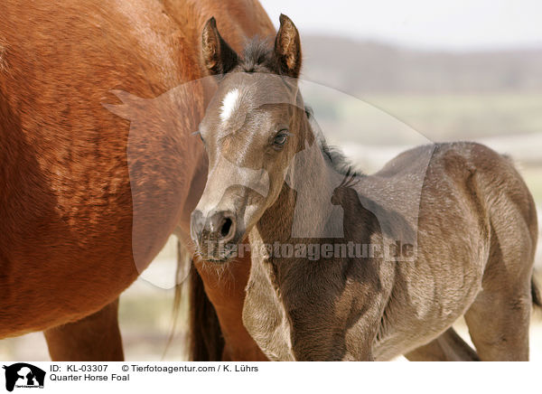 Quarter Horse Fohlen / Quarter Horse Foal / KL-03307