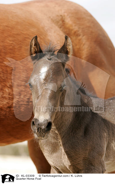 Quarter Horse Fohlen / Quarter Horse Foal / KL-03309
