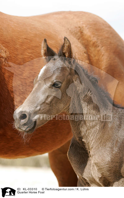 Quarter Horse Fohlen / Quarter Horse Foal / KL-03310