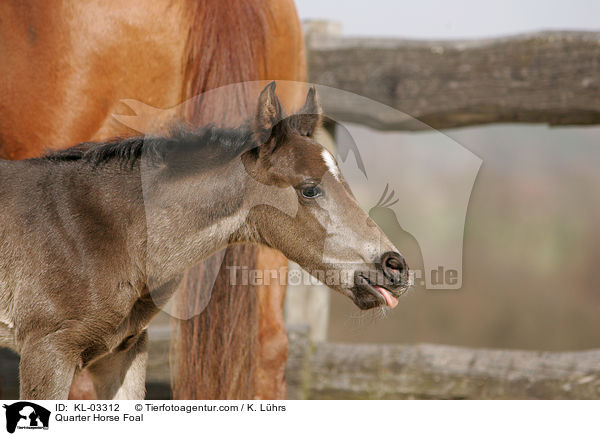 Quarter Horse Fohlen / Quarter Horse Foal / KL-03312