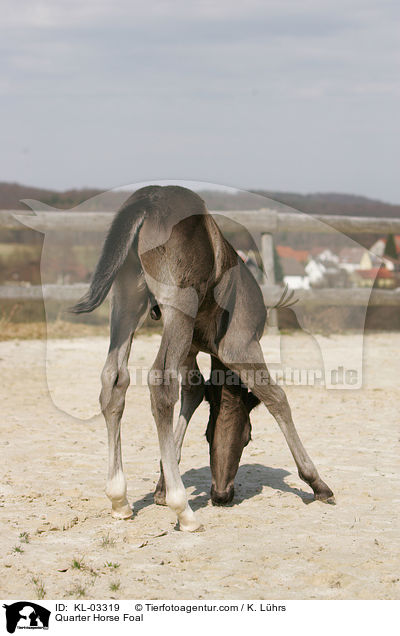 Quarter Horse Fohlen / Quarter Horse Foal / KL-03319