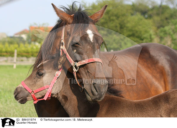 Quarter Horses / Quarter Horses / BM-01974