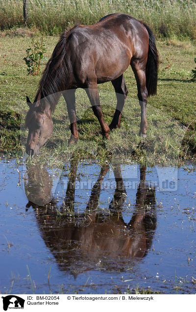 Quarter Horse / Quarter Horse / BM-02054