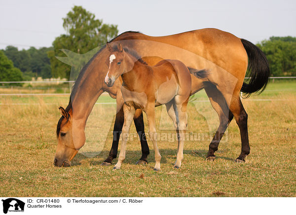 Quarter Horses / Quarter Horses / CR-01480