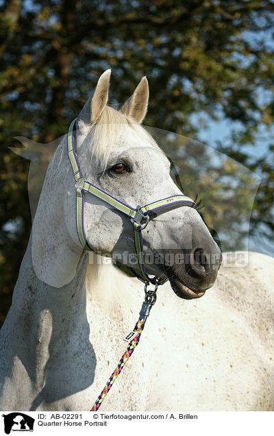 Quarter Horse Portrait / AB-02291