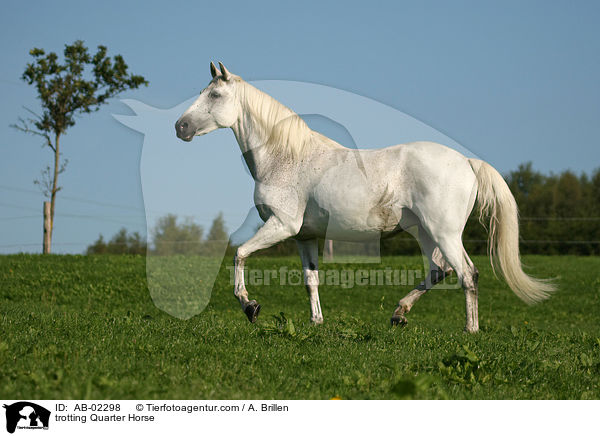 trotting Quarter Horse / AB-02298