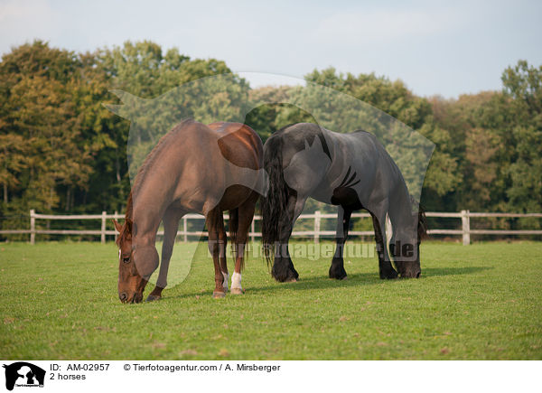 Quarter Horse und Friese / 2 horses / AM-02957