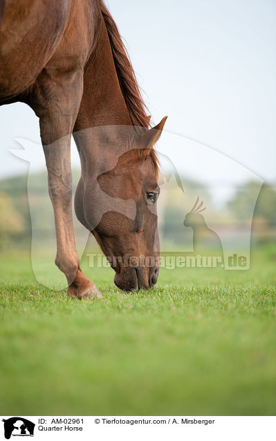 Quarter Horse / Quarter Horse / AM-02961