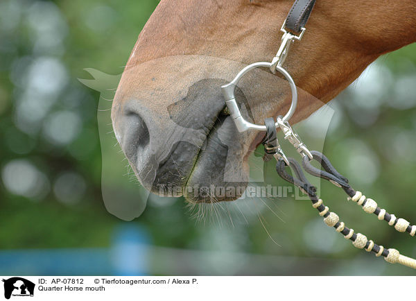 Quarter Horse mouth / AP-07812