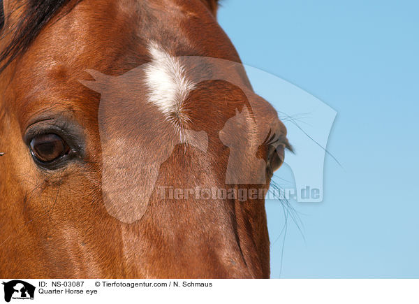 Quarter Horse Auge / Quarter Horse eye / NS-03087