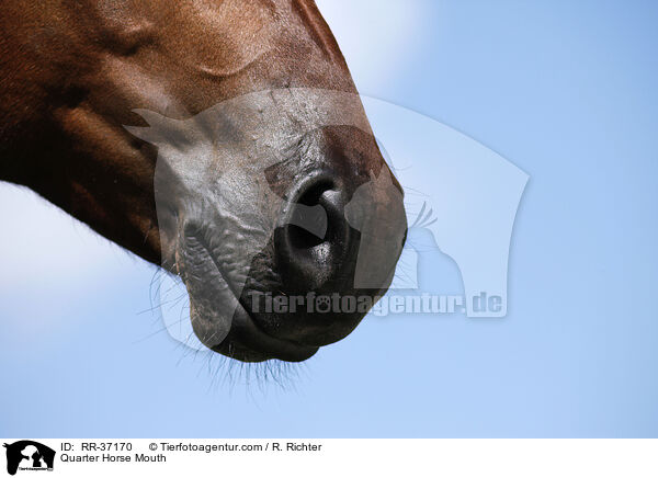 Quarter Horse Mouth / RR-37170