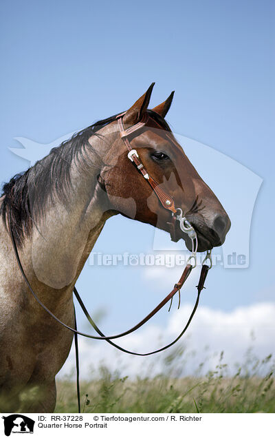 Quarter Horse Portrait / Quarter Horse Portrait / RR-37228