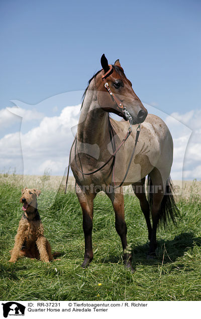 Quarter Horse and Airedale Terrier / RR-37231