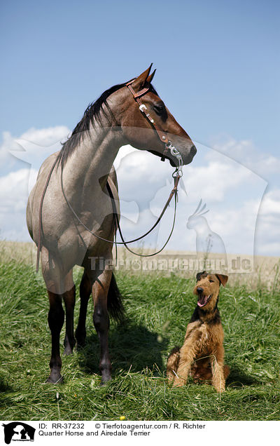 Quarter Horse and Airedale Terrier / RR-37232