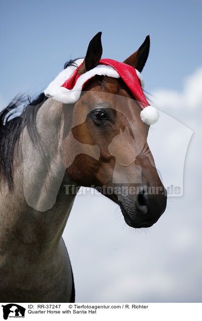 Quarter Horse mit Weihnachtsmannmtze / Quarter Horse with Santa Hat / RR-37247