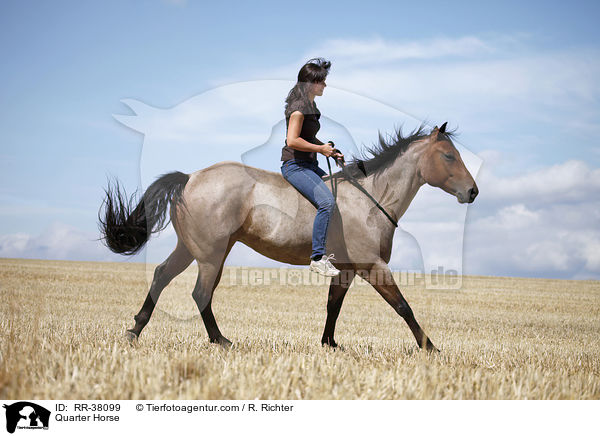 Quarter Horse / Quarter Horse / RR-38099