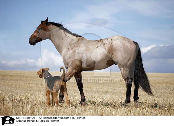 Quarter Horse & Airedale Terrier / Quarter Horse & Airedale Terrier / RR-38109