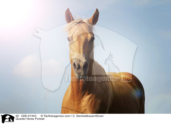 Quarter Horse Portrait / Quarter Horse Portrait / CDE-01443