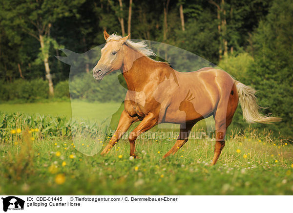 galoppierendes Quarter Horse / galloping Quarter Horse / CDE-01445