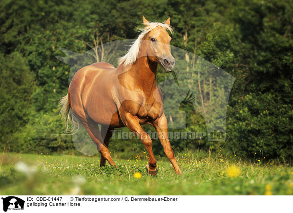 galoppierendes Quarter Horse / galloping Quarter Horse / CDE-01447