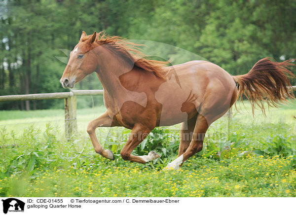 galoppierendes Quarter Horse / galloping Quarter Horse / CDE-01455