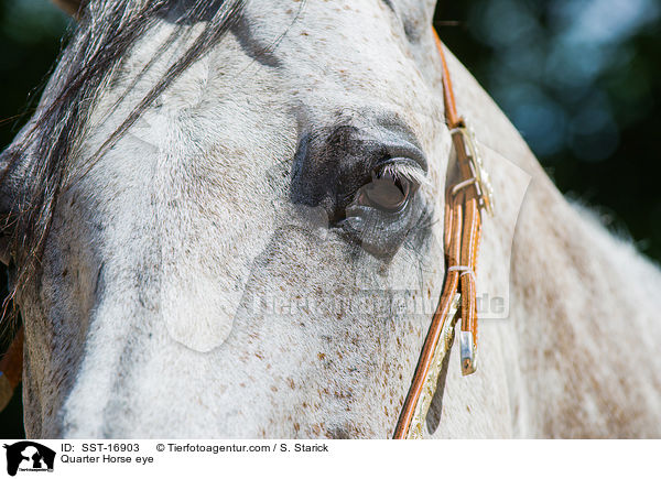 Quarter Horse Auge / Quarter Horse eye / SST-16903