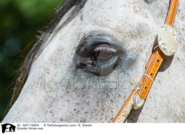 Quarter Horse Auge / Quarter Horse eye / SST-16904