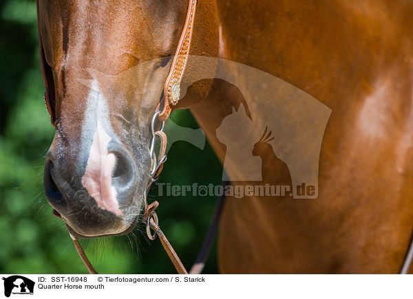 Quarter Horse Maul / Quarter Horse mouth / SST-16948